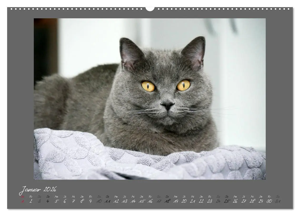 Bild: 9783457876459 | GRAUE ENGEL Britischkurzhaar-Katzen (Wandkalender 2026 DIN A2...