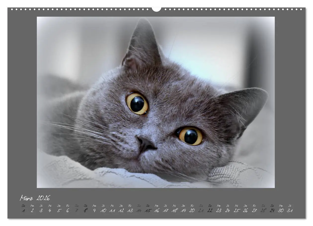 Bild: 9783457876459 | GRAUE ENGEL Britischkurzhaar-Katzen (Wandkalender 2026 DIN A2...