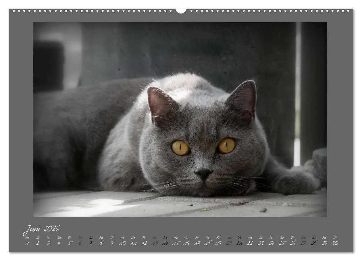 Bild: 9783457876459 | GRAUE ENGEL Britischkurzhaar-Katzen (Wandkalender 2026 DIN A2...