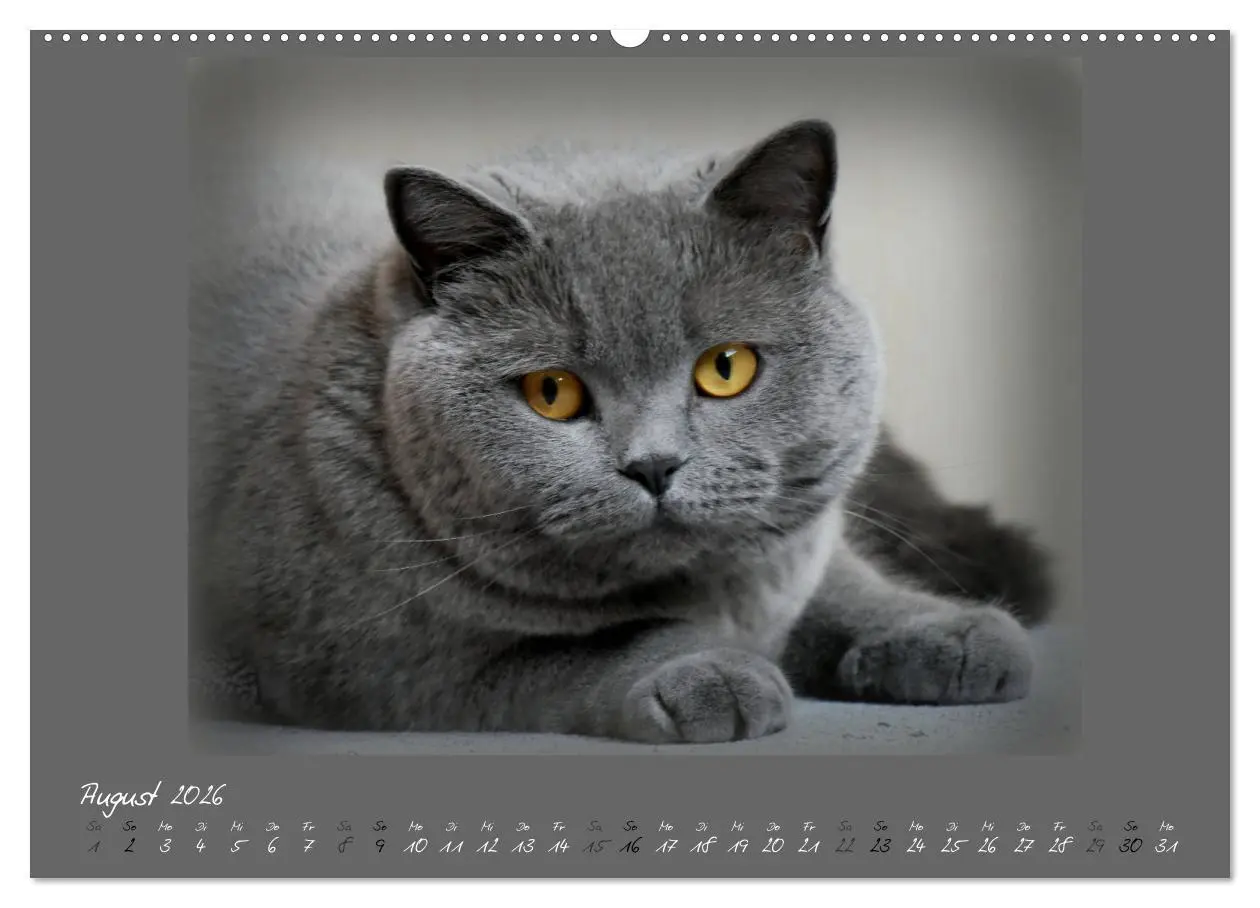 Bild: 9783457876459 | GRAUE ENGEL Britischkurzhaar-Katzen (Wandkalender 2026 DIN A2...