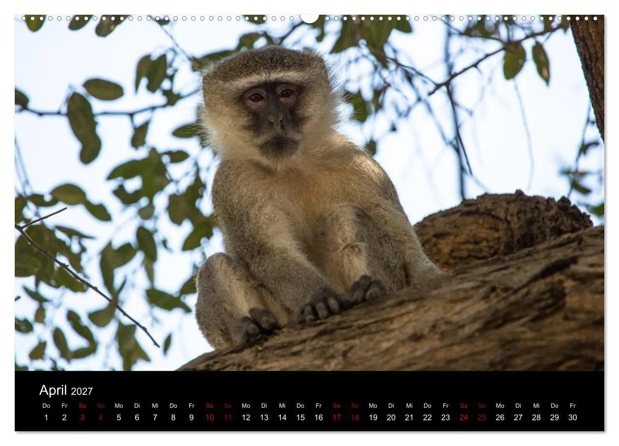 Bild: 9783569816459 | Afrika - Faszination Tierwelt (hochwertiger Premium Wandkalender...