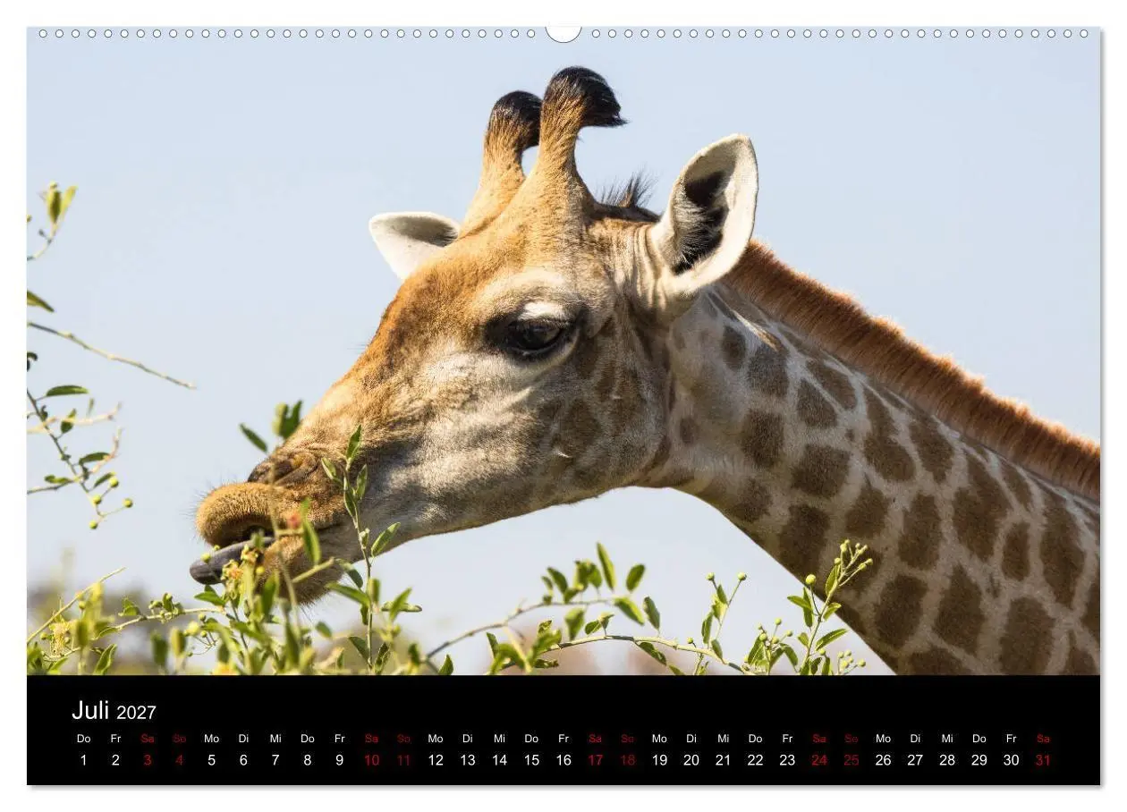Bild: 9783569816459 | Afrika - Faszination Tierwelt (hochwertiger Premium Wandkalender...