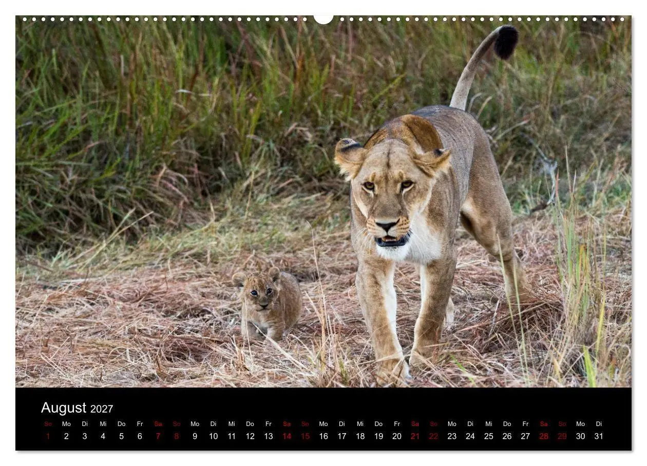 Bild: 9783569816459 | Afrika - Faszination Tierwelt (hochwertiger Premium Wandkalender...