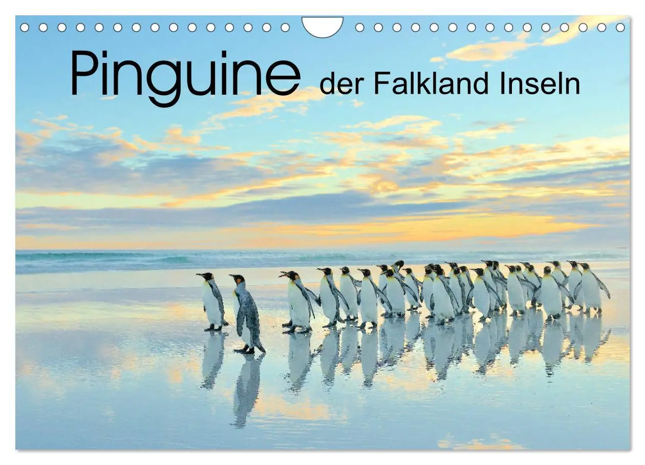 Cover: 9783457796559 | Pinguine der Falkland Inseln (Wandkalender 2026 DIN A4 quer),...