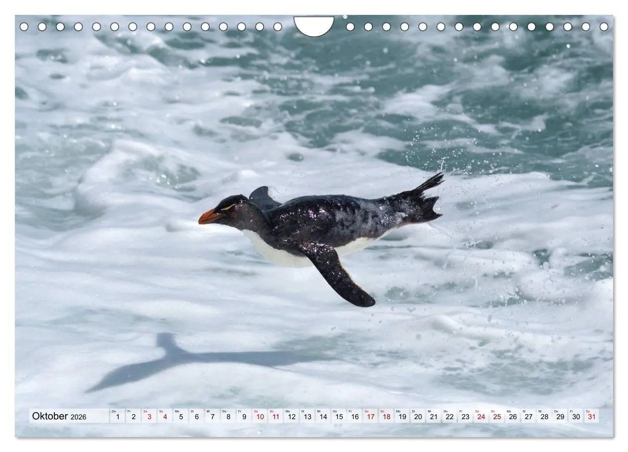 Bild: 9783457796559 | Pinguine der Falkland Inseln (Wandkalender 2026 DIN A4 quer),...