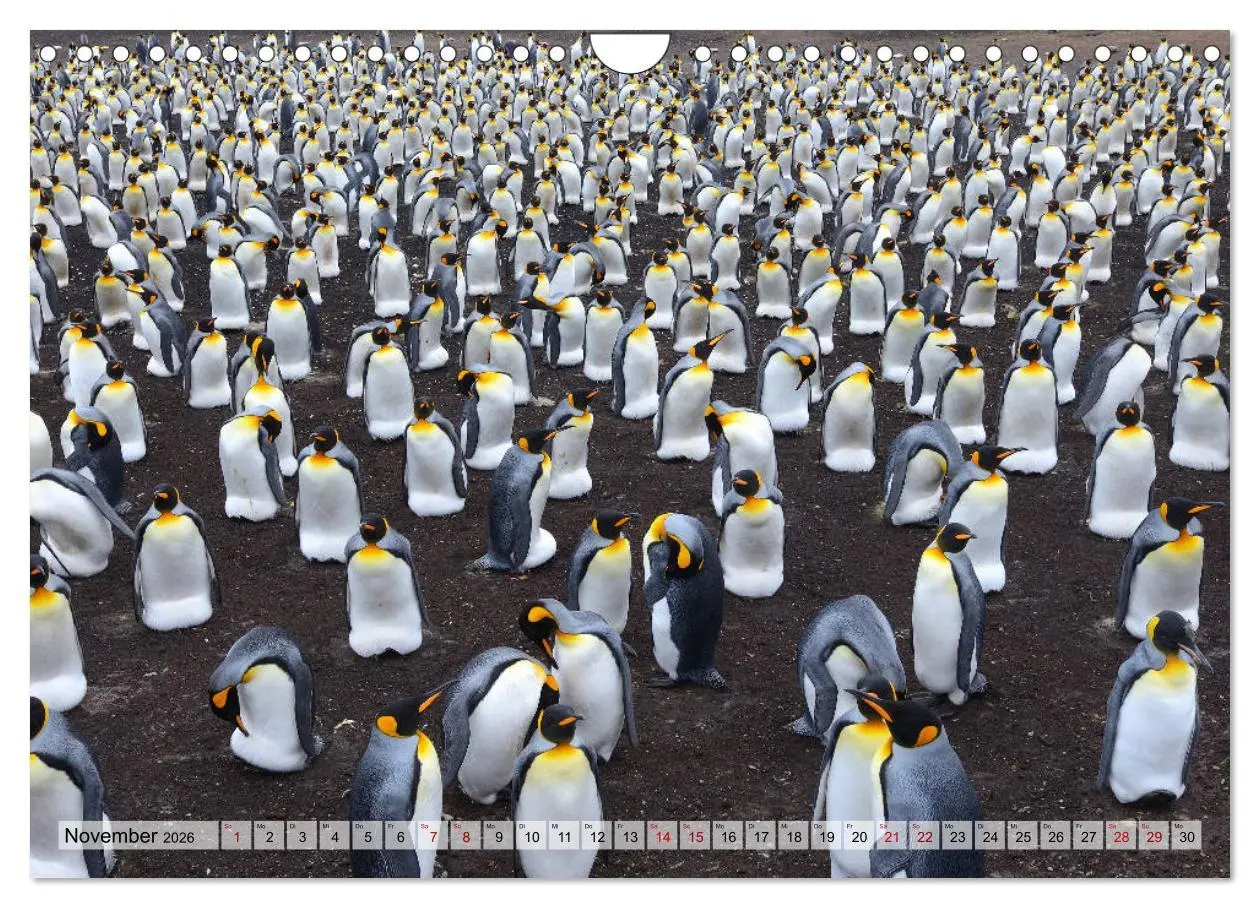 Bild: 9783457796559 | Pinguine der Falkland Inseln (Wandkalender 2026 DIN A4 quer),...