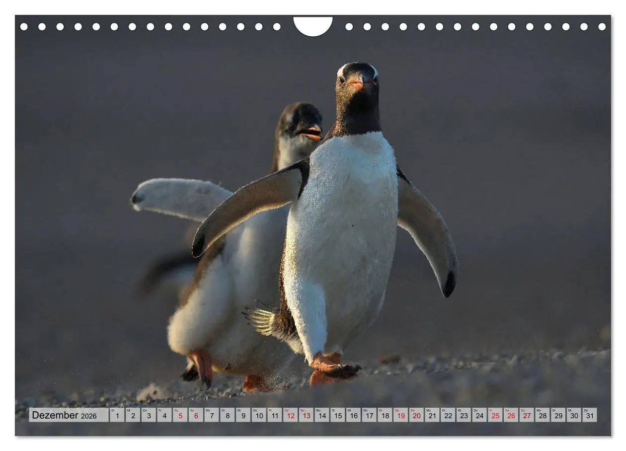 Bild: 9783457796559 | Pinguine der Falkland Inseln (Wandkalender 2026 DIN A4 quer),...