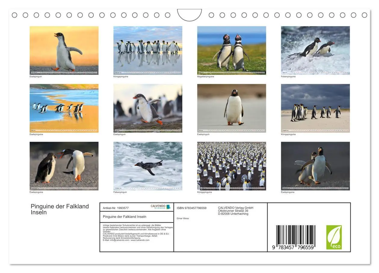 Bild: 9783457796559 | Pinguine der Falkland Inseln (Wandkalender 2026 DIN A4 quer),...