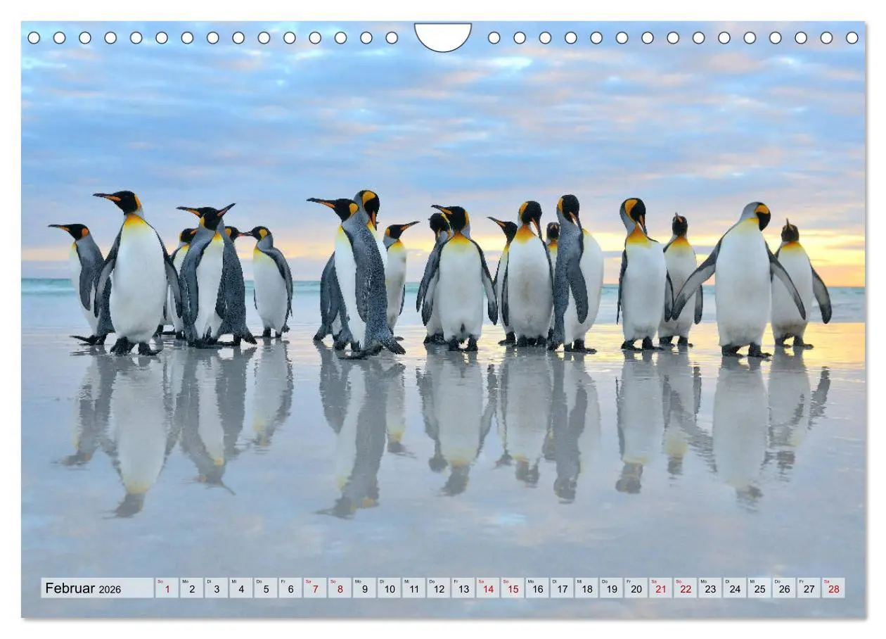 Bild: 9783457796559 | Pinguine der Falkland Inseln (Wandkalender 2026 DIN A4 quer),...