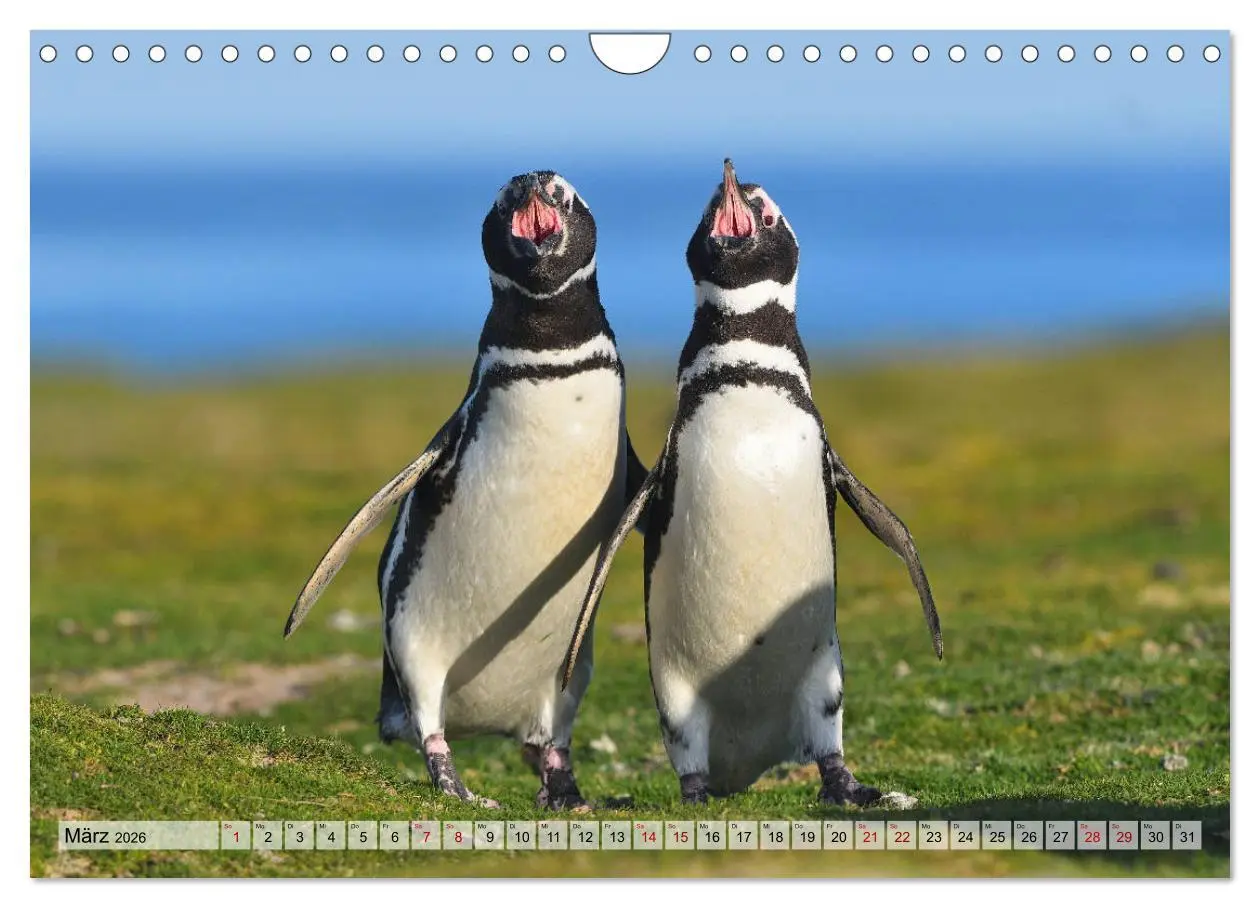 Bild: 9783457796559 | Pinguine der Falkland Inseln (Wandkalender 2026 DIN A4 quer),...