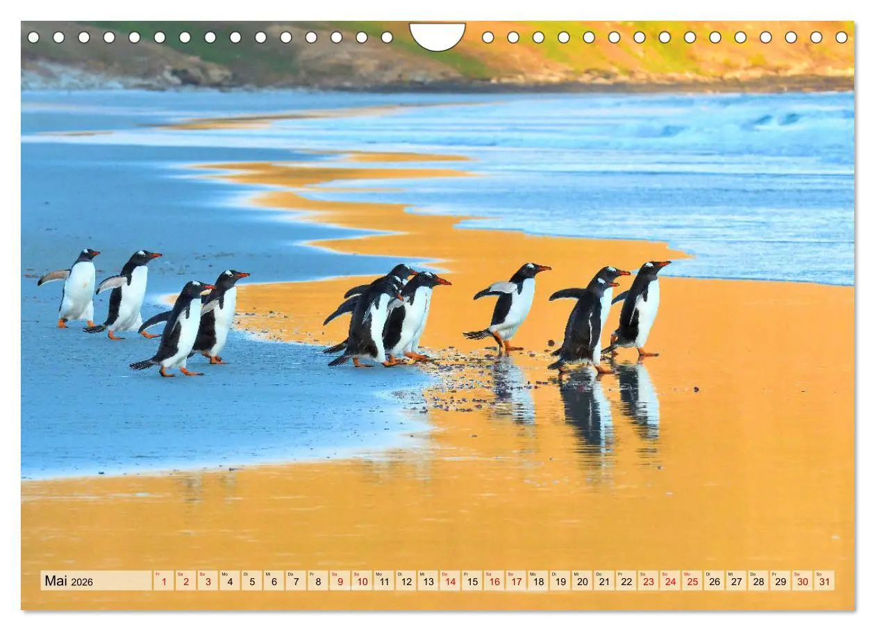 Bild: 9783457796559 | Pinguine der Falkland Inseln (Wandkalender 2026 DIN A4 quer),...