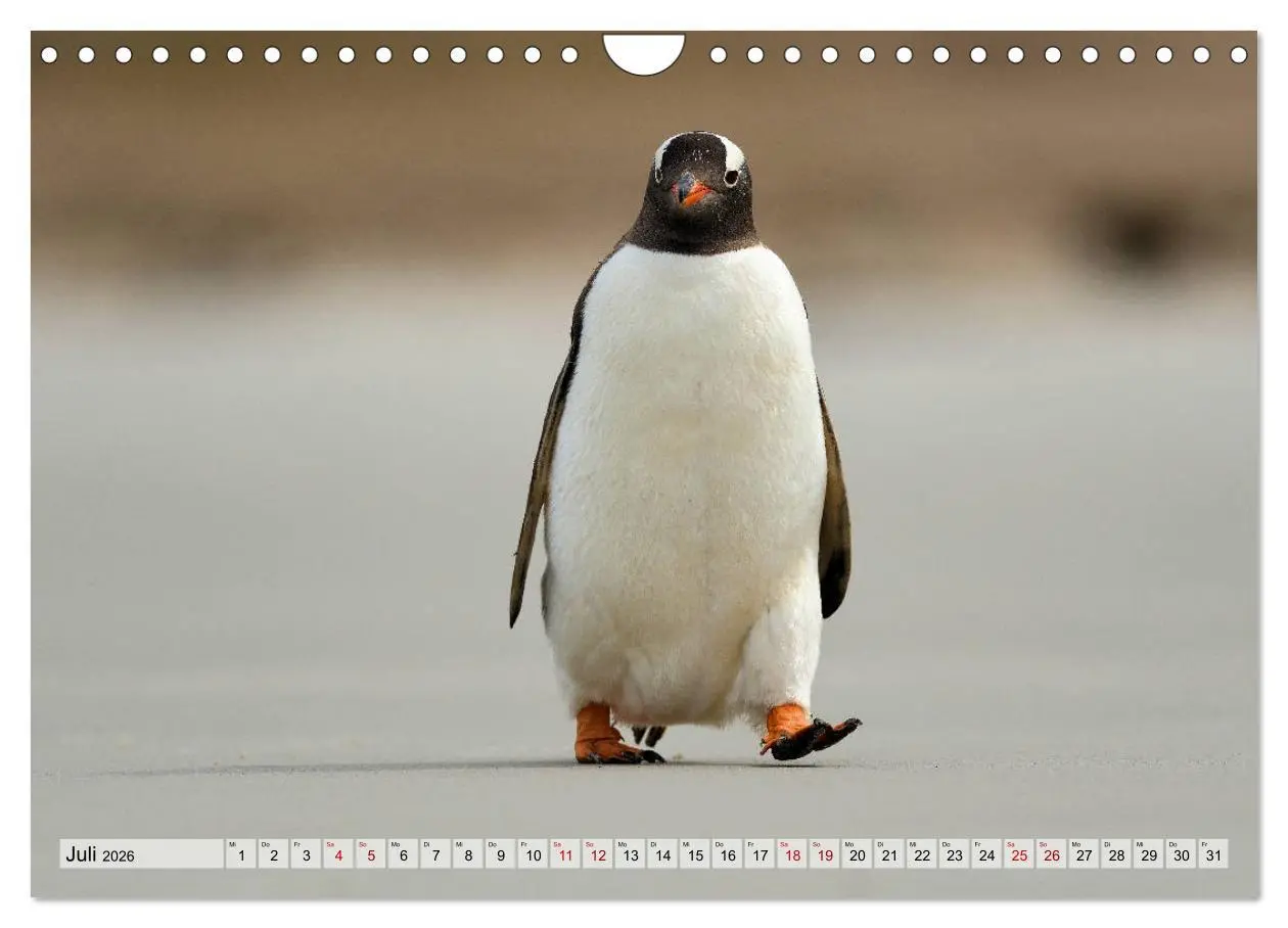 Bild: 9783457796559 | Pinguine der Falkland Inseln (Wandkalender 2026 DIN A4 quer),...