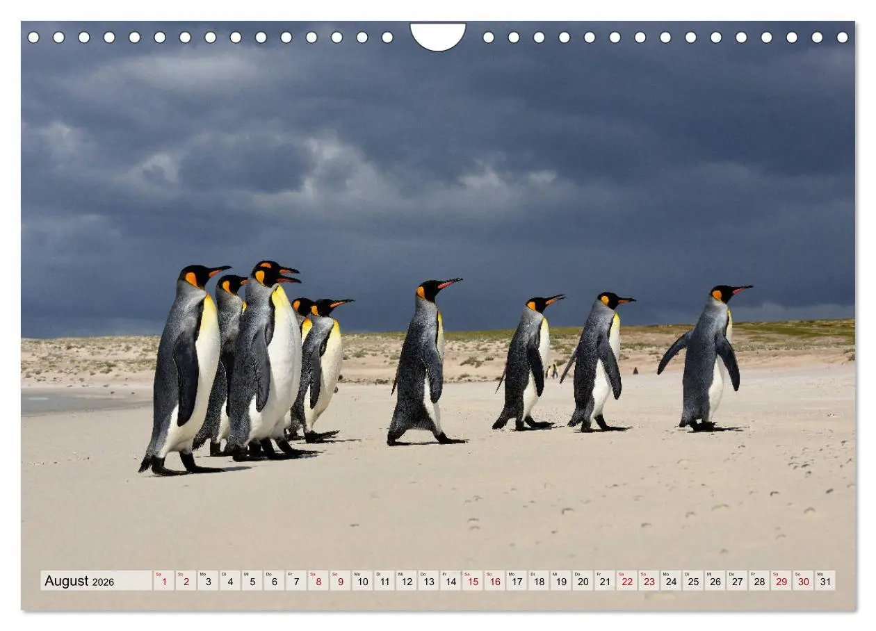 Bild: 9783457796559 | Pinguine der Falkland Inseln (Wandkalender 2026 DIN A4 quer),...
