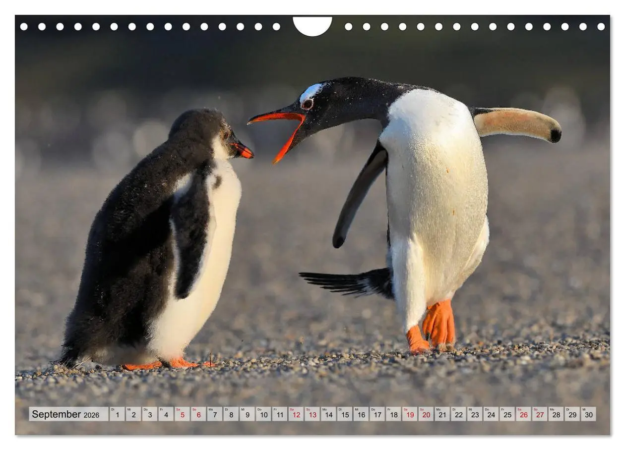 Bild: 9783457796559 | Pinguine der Falkland Inseln (Wandkalender 2026 DIN A4 quer),...