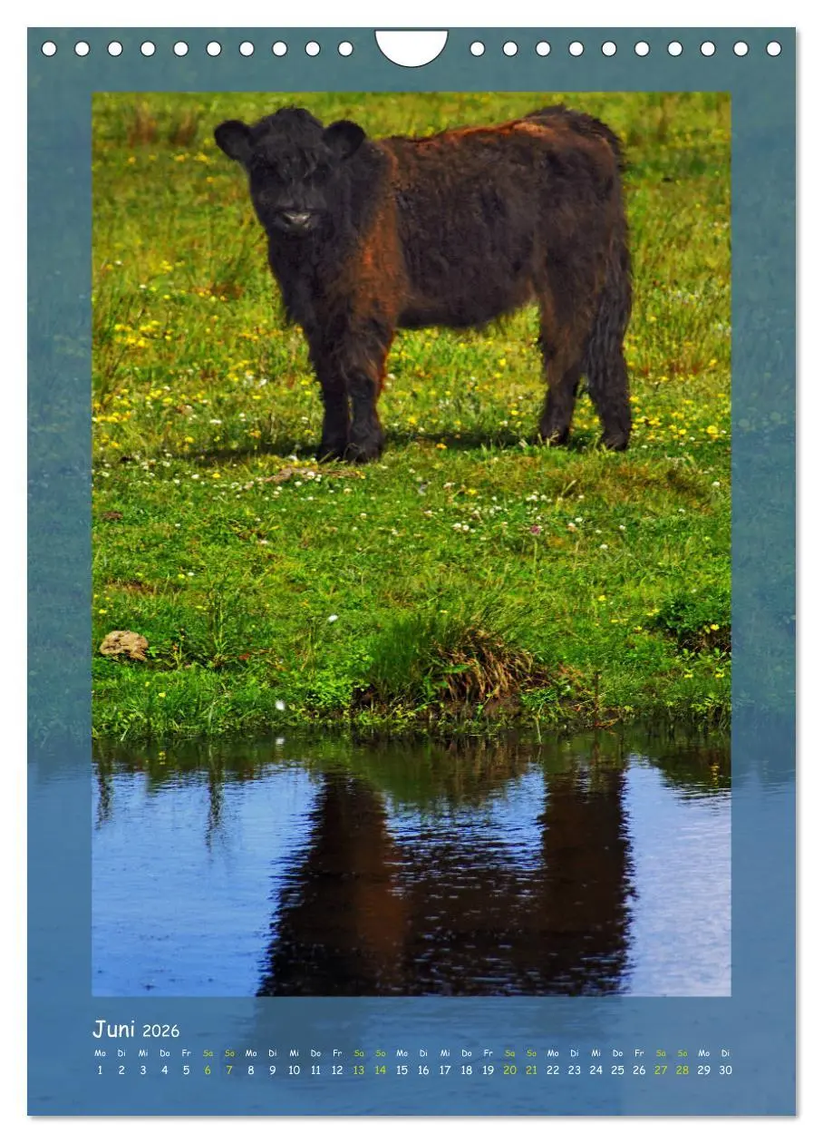 Bild: 9783516406559 | Texel sehen und verlieben (Wandkalender 2026 DIN A4 hoch), CALVENDO...