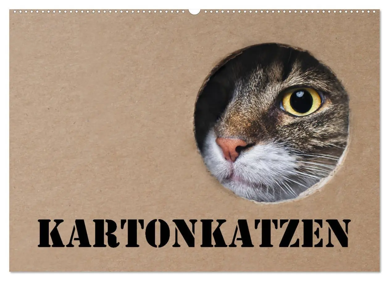 Cover: 9783457776759 | Karton Katzen (Wandkalender 2026 DIN A2 quer), CALVENDO Monatskalender