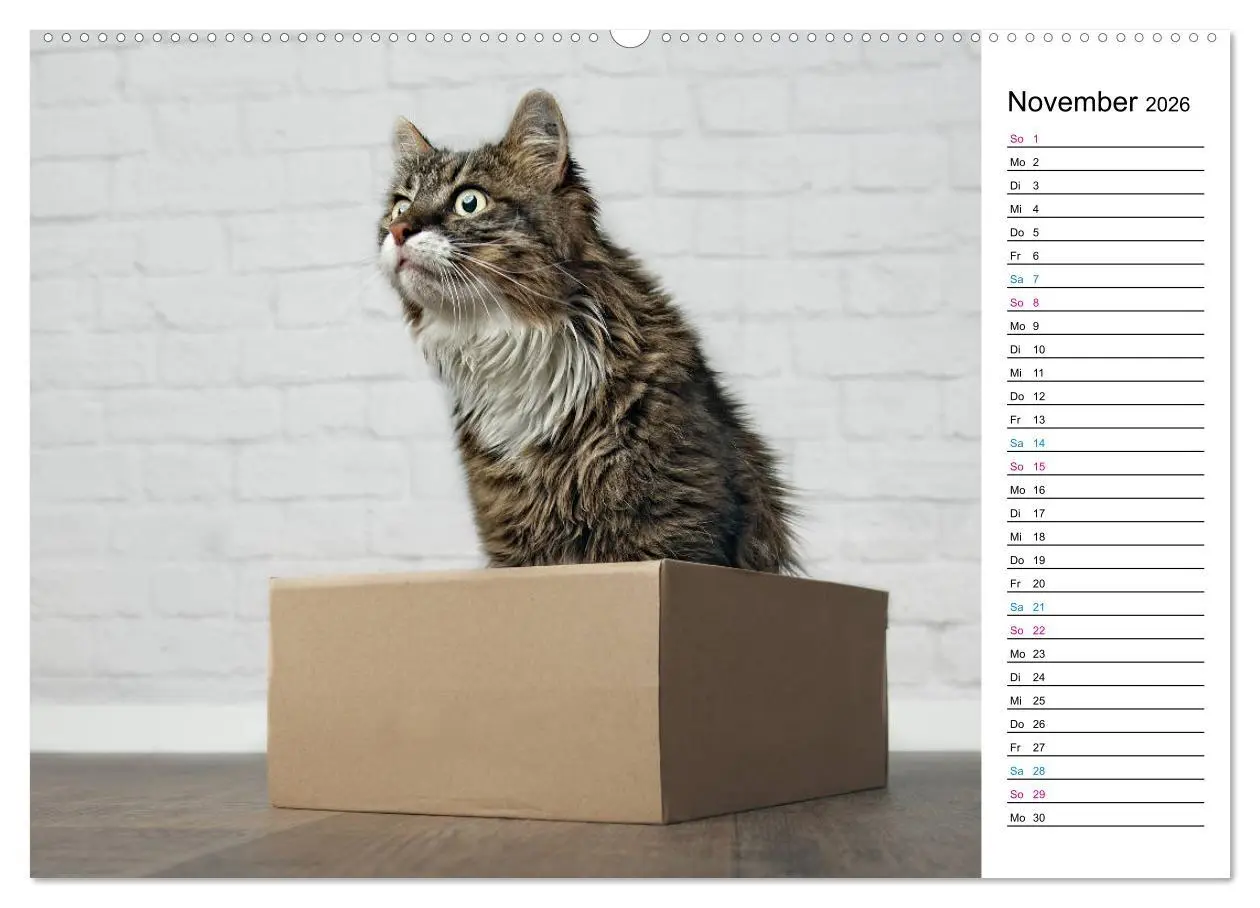 Bild: 9783457776759 | Karton Katzen (Wandkalender 2026 DIN A2 quer), CALVENDO Monatskalender