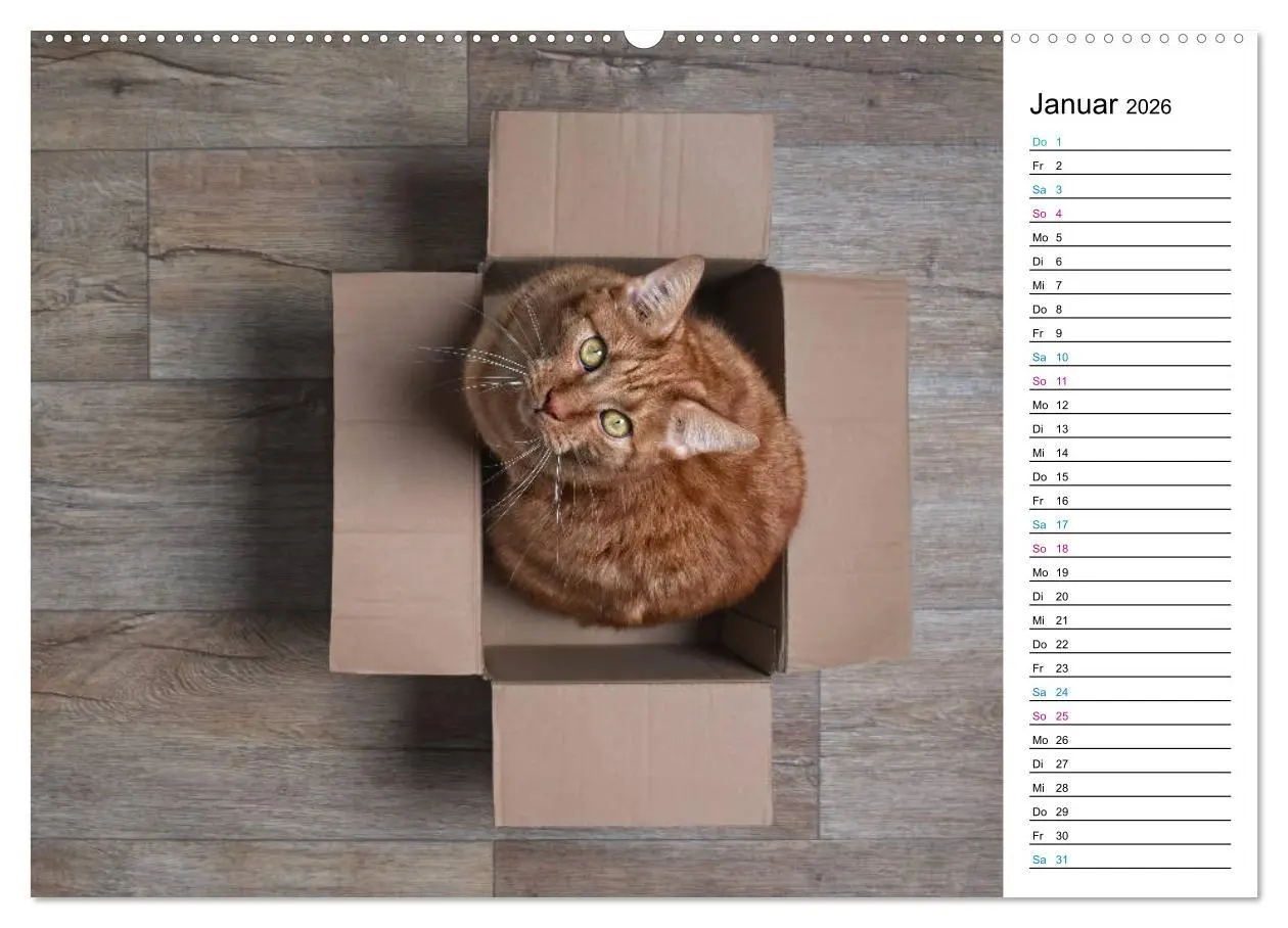 Bild: 9783457776759 | Karton Katzen (Wandkalender 2026 DIN A2 quer), CALVENDO Monatskalender