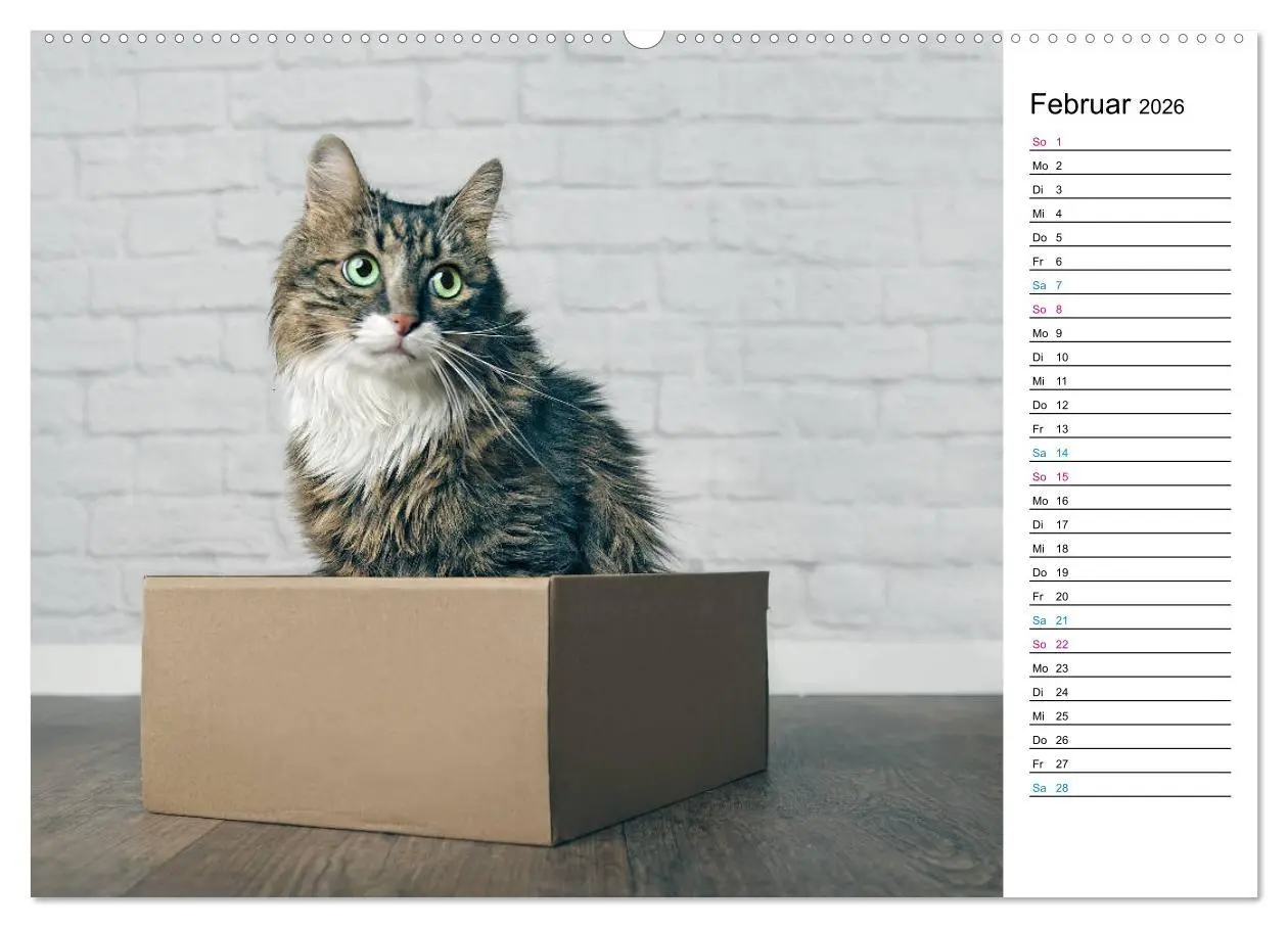 Bild: 9783457776759 | Karton Katzen (Wandkalender 2026 DIN A2 quer), CALVENDO Monatskalender