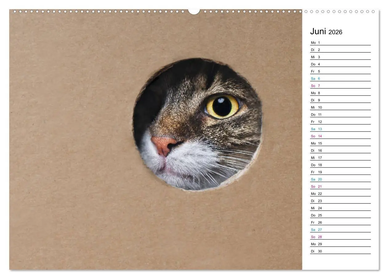 Bild: 9783457776759 | Karton Katzen (Wandkalender 2026 DIN A2 quer), CALVENDO Monatskalender