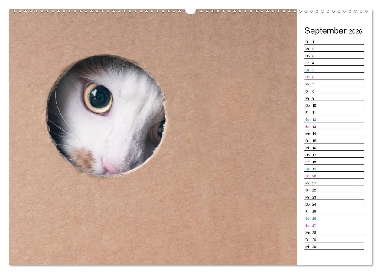 Bild: 9783457776759 | Karton Katzen (Wandkalender 2026 DIN A2 quer), CALVENDO Monatskalender