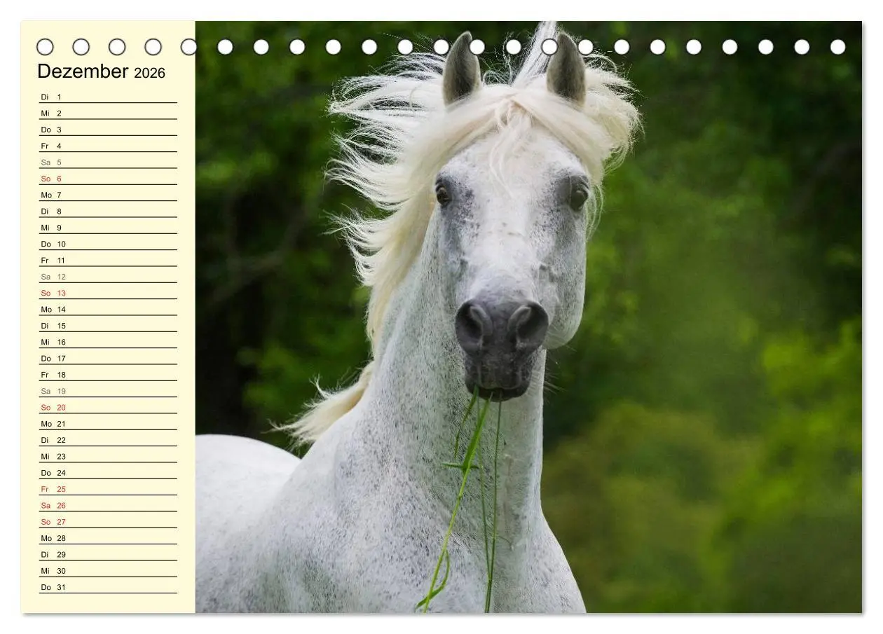 Bild: 9783516006759 | Traumpferd Lipizzaner (Tischkalender 2026 DIN A5 quer), CALVENDO...