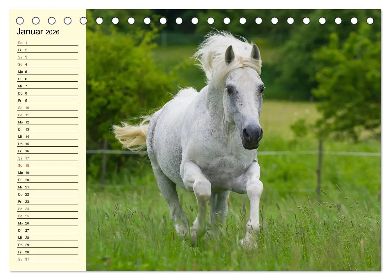 Bild: 9783516006759 | Traumpferd Lipizzaner (Tischkalender 2026 DIN A5 quer), CALVENDO...