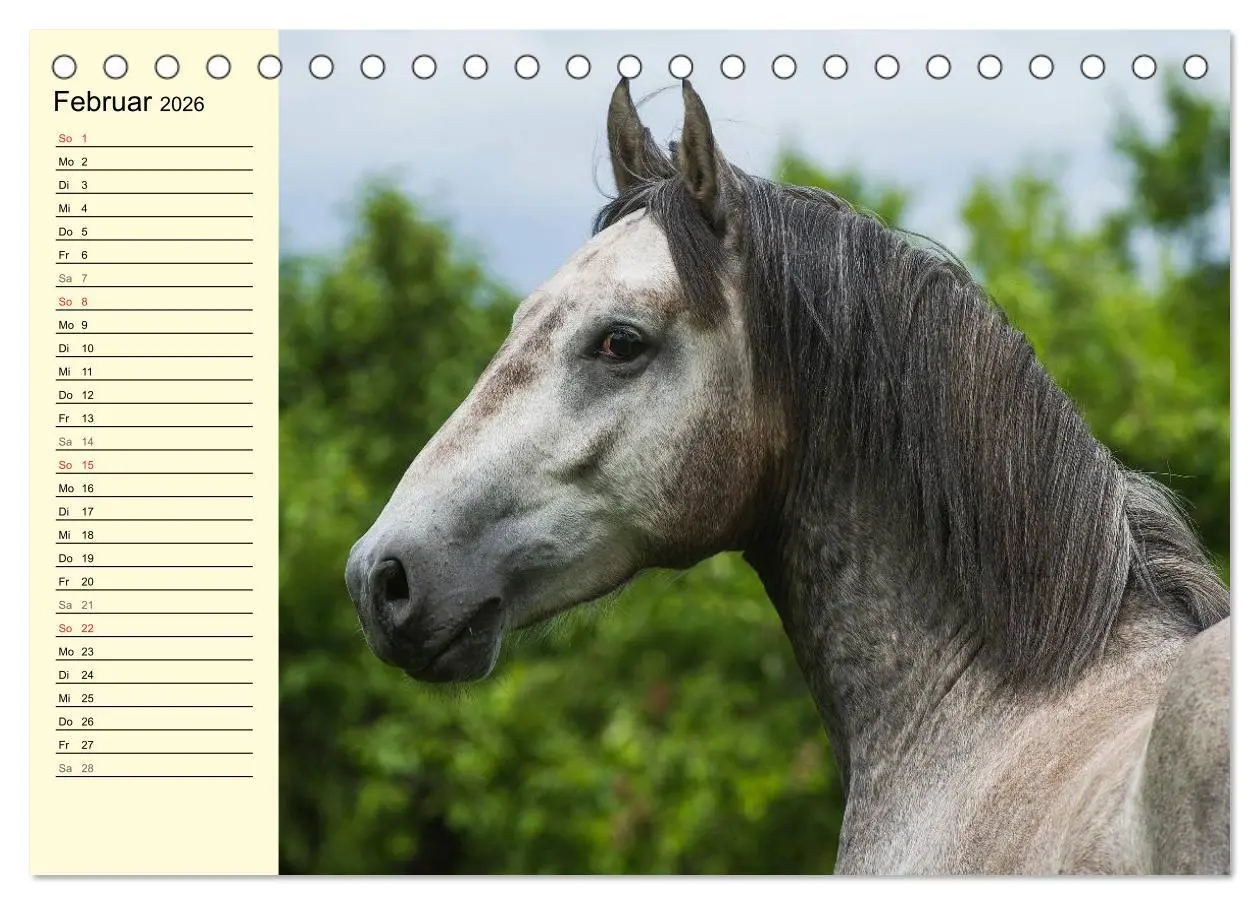 Bild: 9783516006759 | Traumpferd Lipizzaner (Tischkalender 2026 DIN A5 quer), CALVENDO...