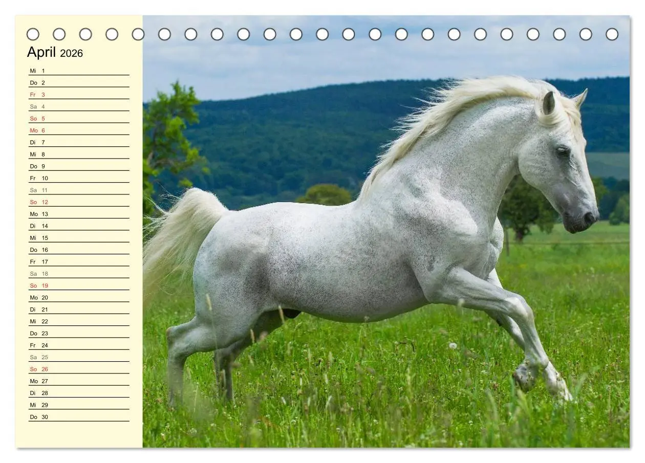 Bild: 9783516006759 | Traumpferd Lipizzaner (Tischkalender 2026 DIN A5 quer), CALVENDO...