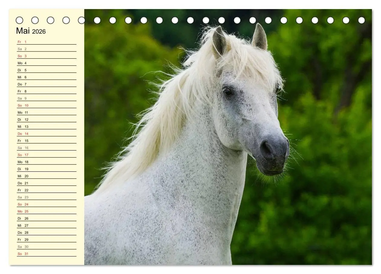 Bild: 9783516006759 | Traumpferd Lipizzaner (Tischkalender 2026 DIN A5 quer), CALVENDO...