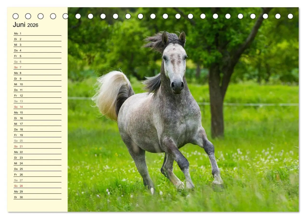 Bild: 9783516006759 | Traumpferd Lipizzaner (Tischkalender 2026 DIN A5 quer), CALVENDO...