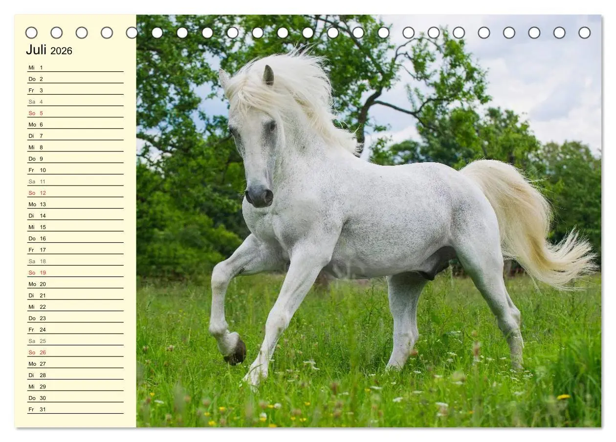 Bild: 9783516006759 | Traumpferd Lipizzaner (Tischkalender 2026 DIN A5 quer), CALVENDO...