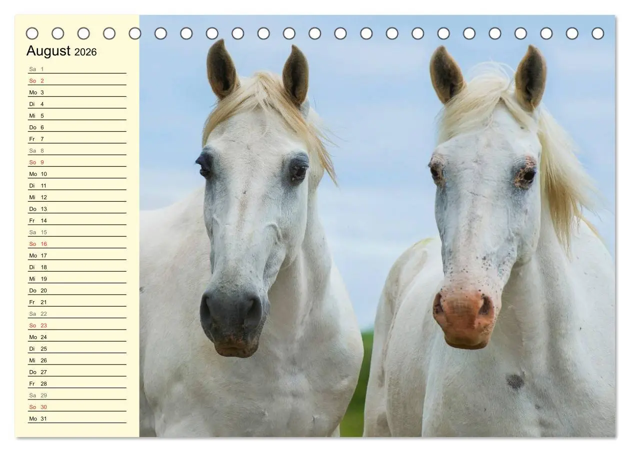 Bild: 9783516006759 | Traumpferd Lipizzaner (Tischkalender 2026 DIN A5 quer), CALVENDO...