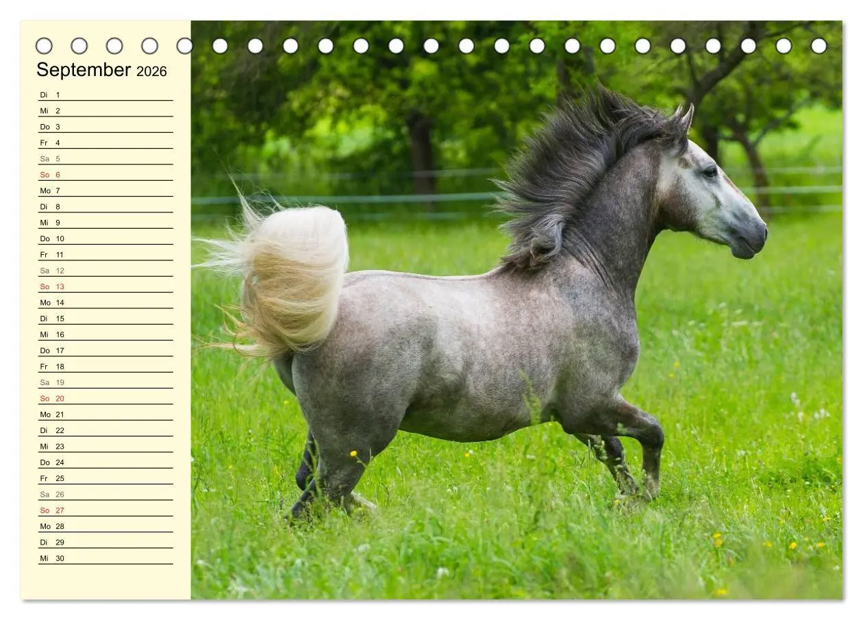 Bild: 9783516006759 | Traumpferd Lipizzaner (Tischkalender 2026 DIN A5 quer), CALVENDO...