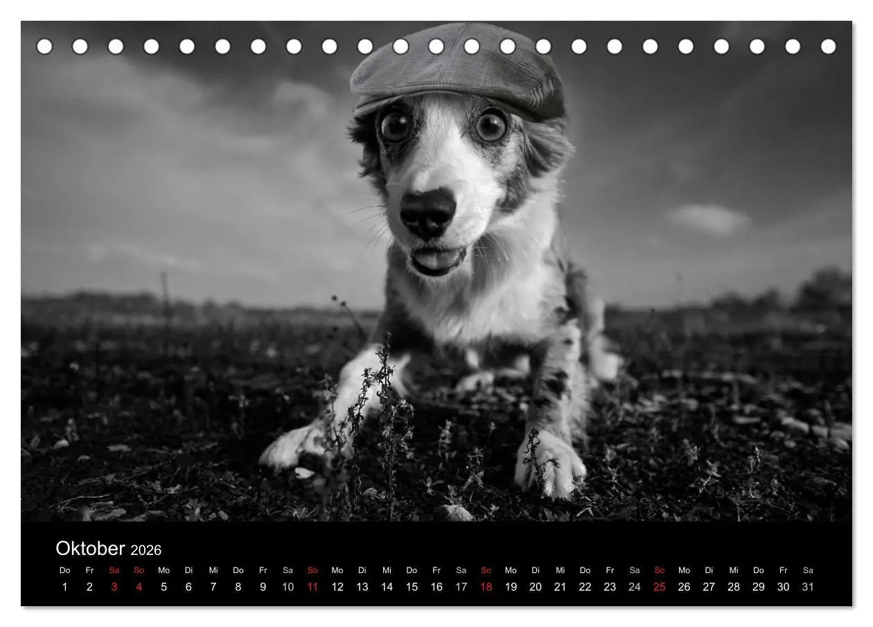 Bild: 9783516176759 | Hütehunde (Tischkalender 2026 DIN A5 quer), CALVENDO Monatskalender