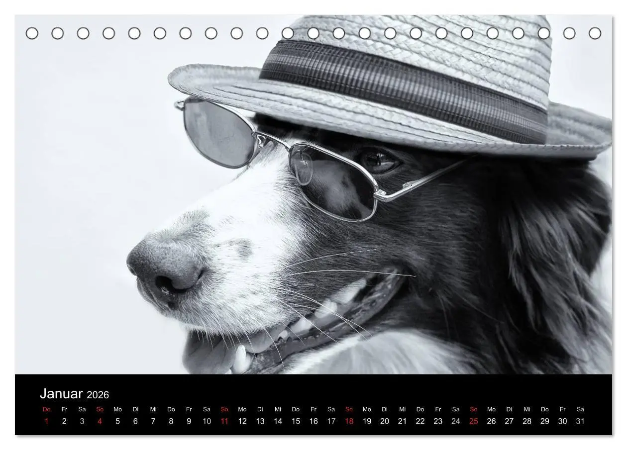 Bild: 9783516176759 | Hütehunde (Tischkalender 2026 DIN A5 quer), CALVENDO Monatskalender