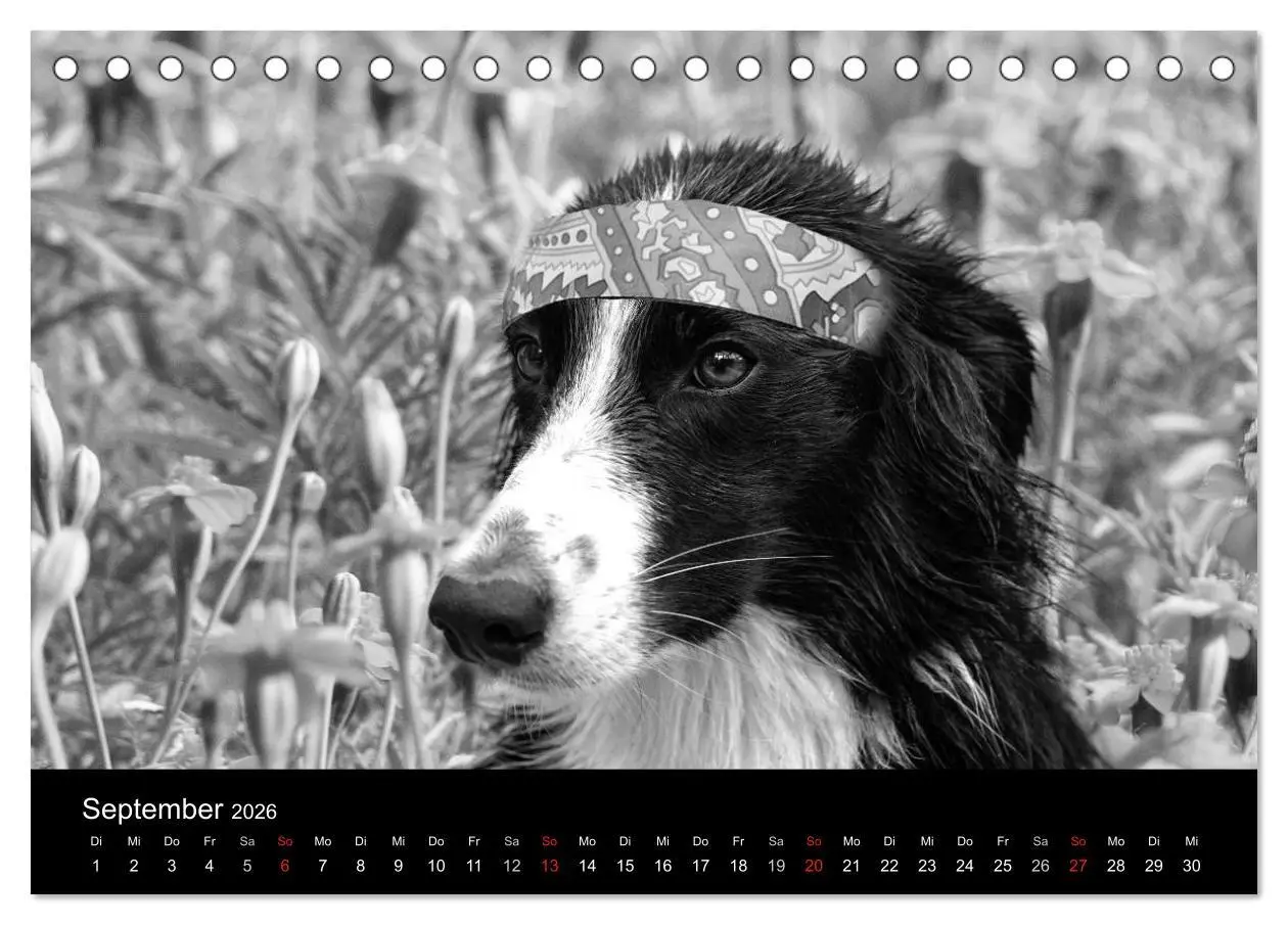 Bild: 9783516176759 | Hütehunde (Tischkalender 2026 DIN A5 quer), CALVENDO Monatskalender