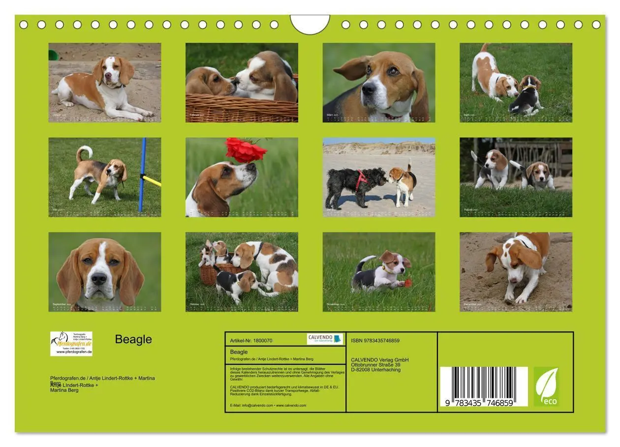 Bild: 9783435746859 | Beagle (Wandkalender 2025 DIN A4 quer), CALVENDO Monatskalender | 2025