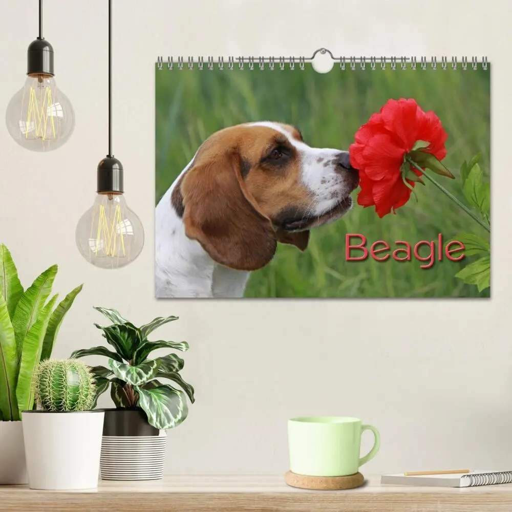 Bild: 9783435746859 | Beagle (Wandkalender 2025 DIN A4 quer), CALVENDO Monatskalender | 2025