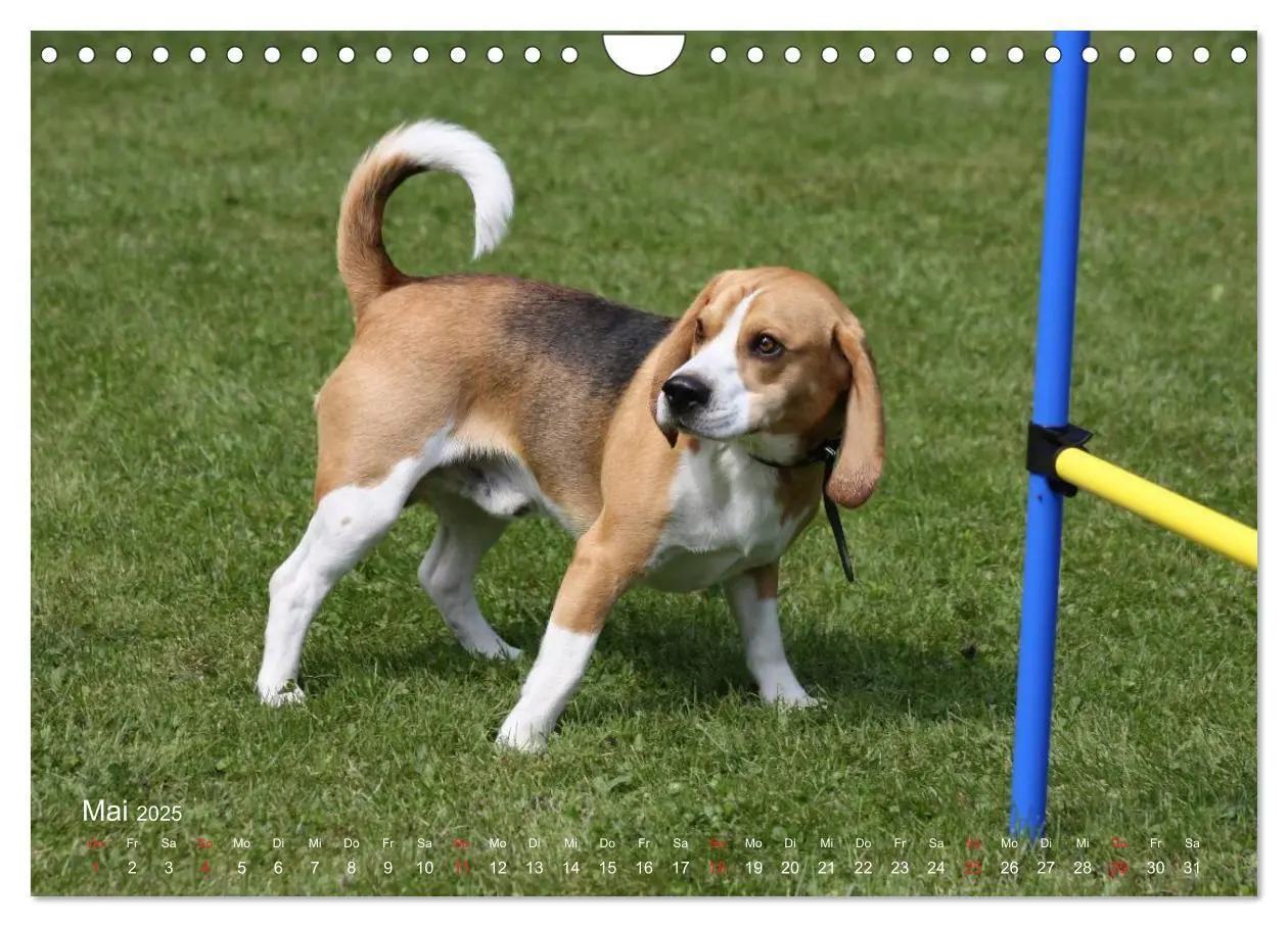 Bild: 9783435746859 | Beagle (Wandkalender 2025 DIN A4 quer), CALVENDO Monatskalender | 2025