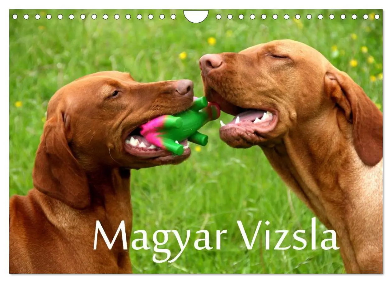 Cover: 9783516166859 | Magyar Vizsla (Wandkalender 2026 DIN A4 quer), CALVENDO Monatskalender