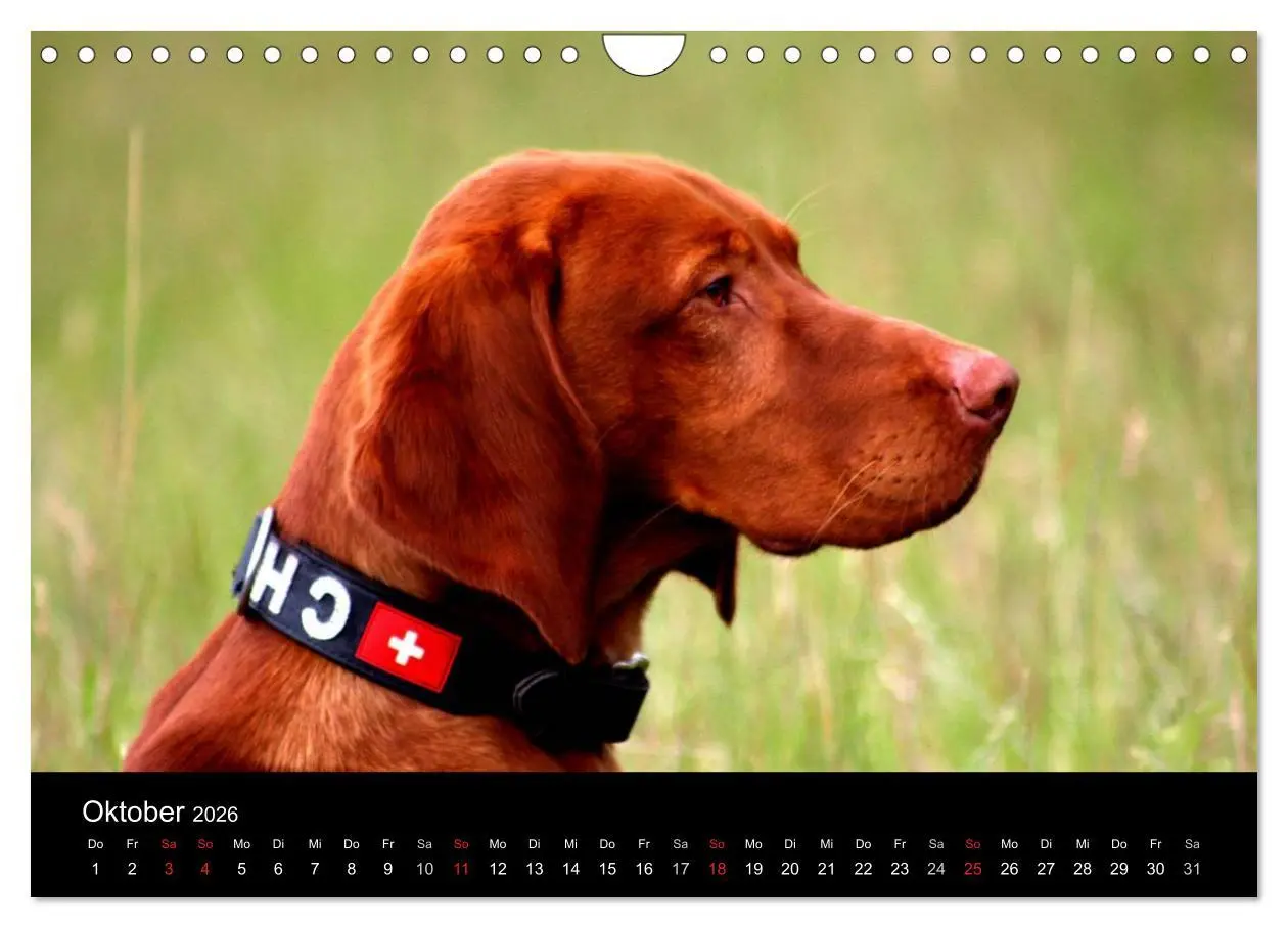 Bild: 9783516166859 | Magyar Vizsla (Wandkalender 2026 DIN A4 quer), CALVENDO Monatskalender