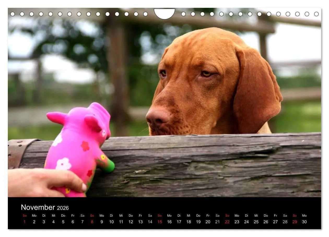 Bild: 9783516166859 | Magyar Vizsla (Wandkalender 2026 DIN A4 quer), CALVENDO Monatskalender