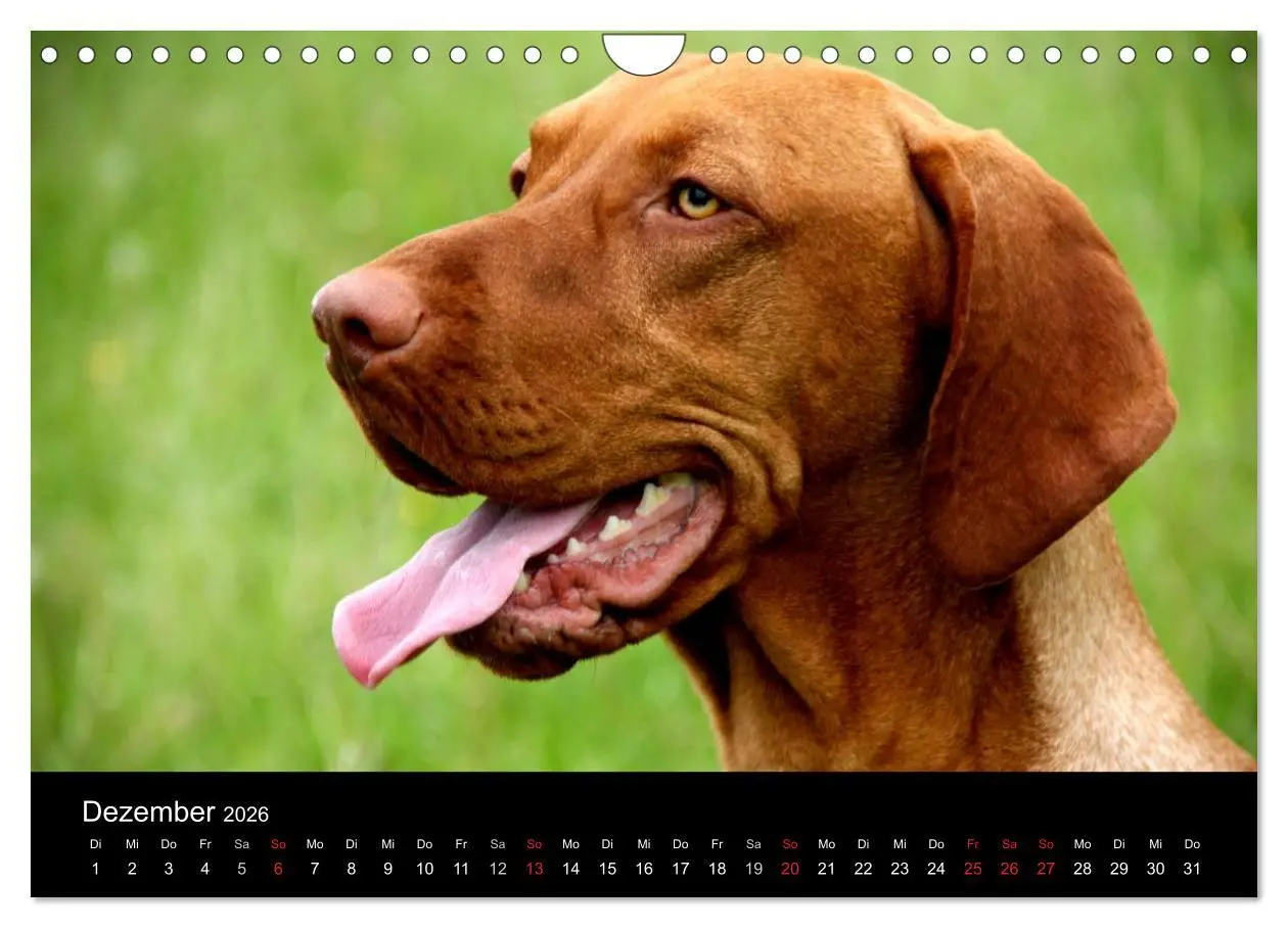 Bild: 9783516166859 | Magyar Vizsla (Wandkalender 2026 DIN A4 quer), CALVENDO Monatskalender