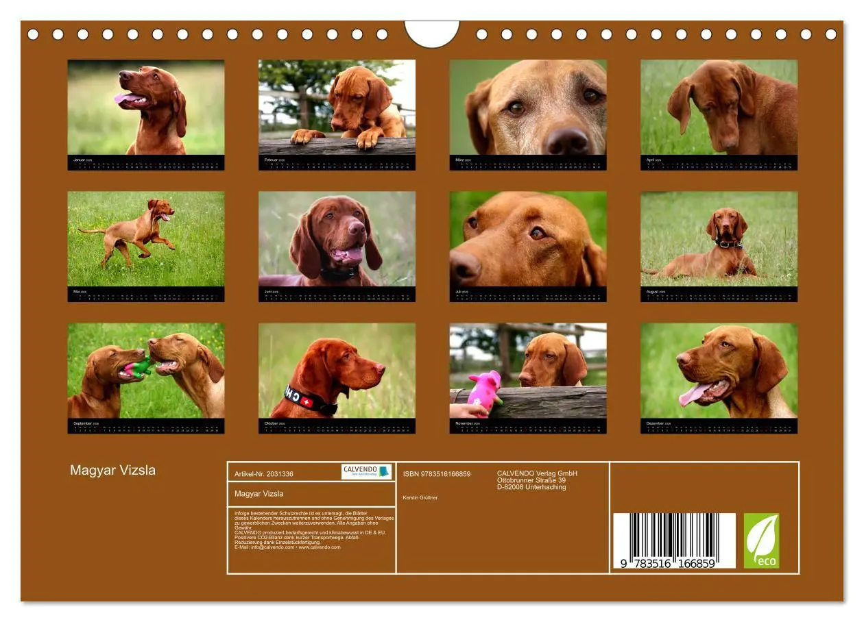 Bild: 9783516166859 | Magyar Vizsla (Wandkalender 2026 DIN A4 quer), CALVENDO Monatskalender