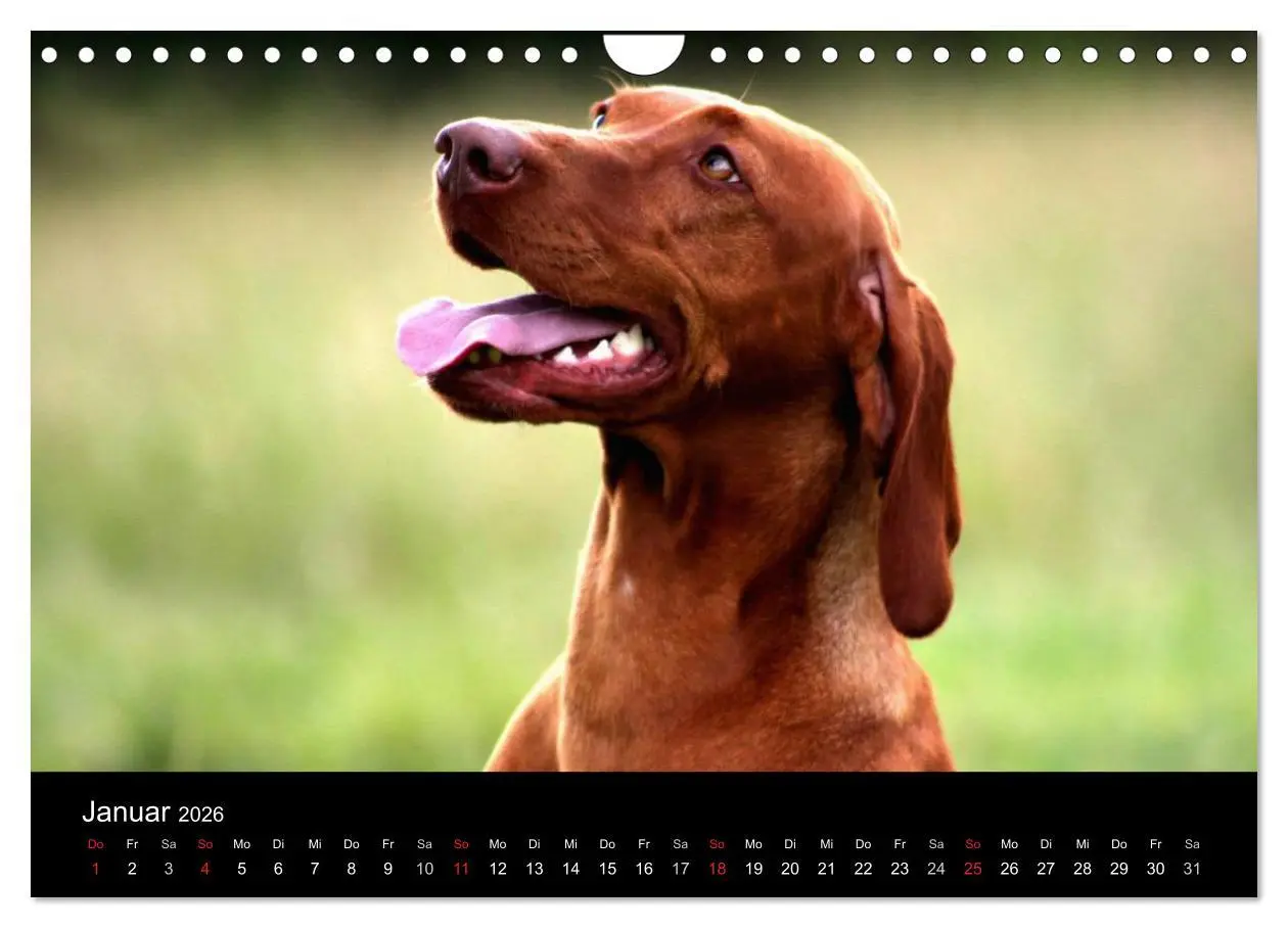 Bild: 9783516166859 | Magyar Vizsla (Wandkalender 2026 DIN A4 quer), CALVENDO Monatskalender
