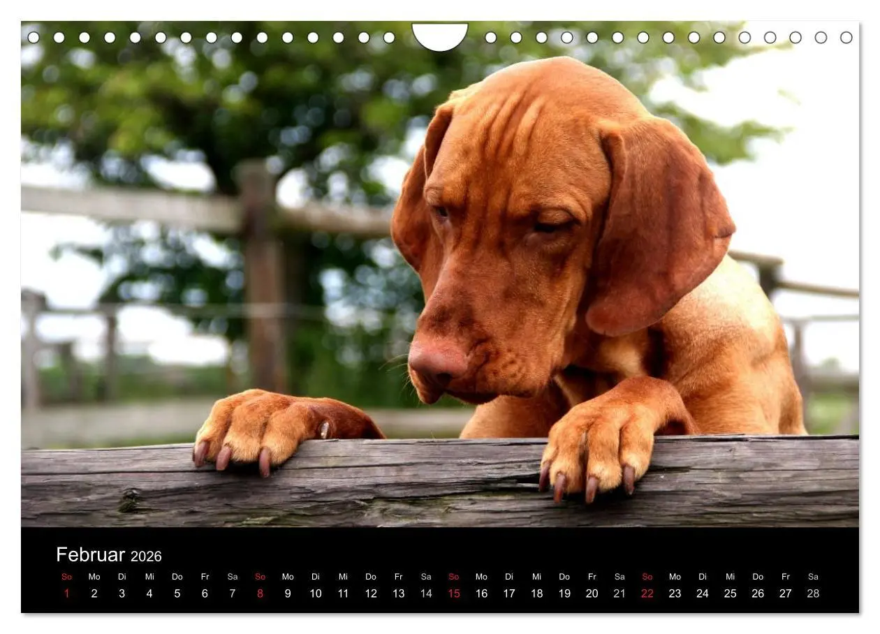 Bild: 9783516166859 | Magyar Vizsla (Wandkalender 2026 DIN A4 quer), CALVENDO Monatskalender