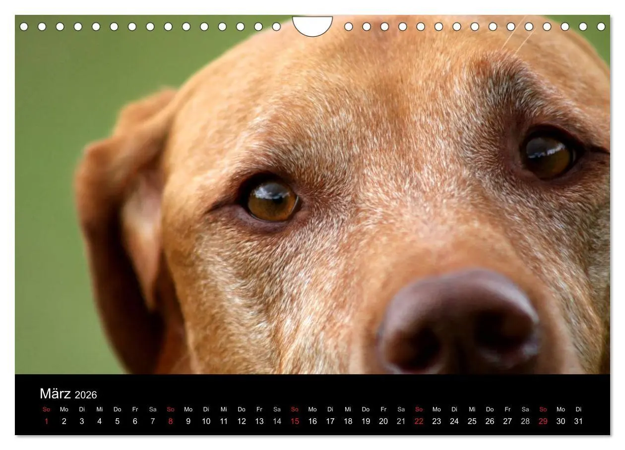 Bild: 9783516166859 | Magyar Vizsla (Wandkalender 2026 DIN A4 quer), CALVENDO Monatskalender