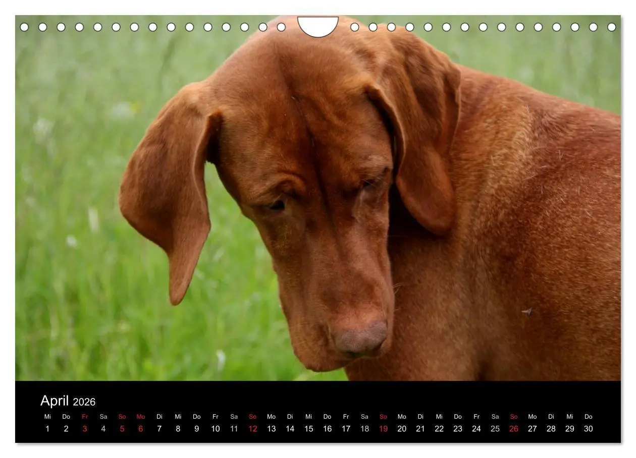 Bild: 9783516166859 | Magyar Vizsla (Wandkalender 2026 DIN A4 quer), CALVENDO Monatskalender