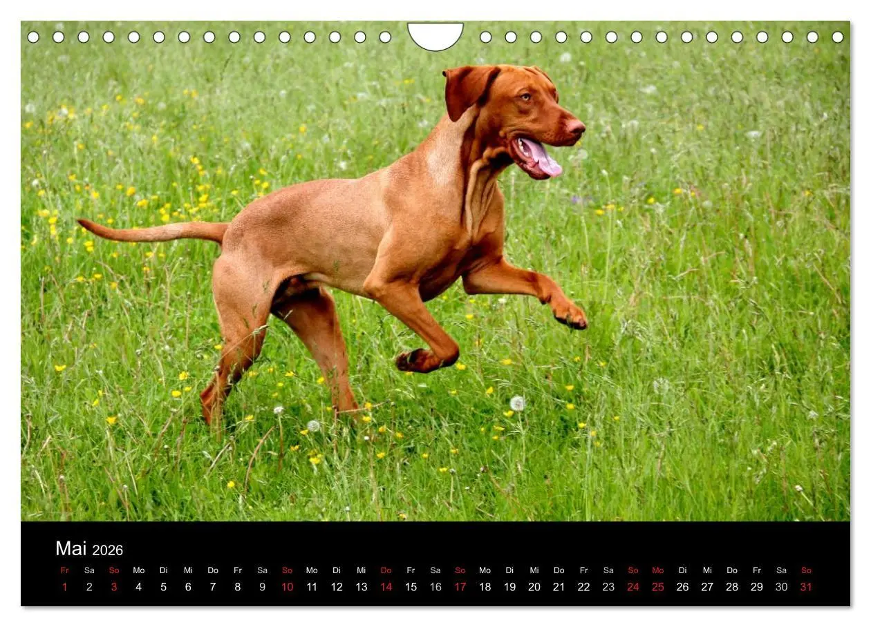 Bild: 9783516166859 | Magyar Vizsla (Wandkalender 2026 DIN A4 quer), CALVENDO Monatskalender